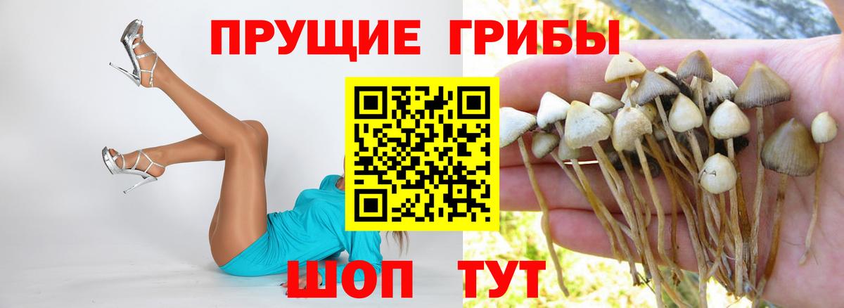 цена   Галлюциногенные грибы Cubensis  Вход с VPN  Краснодар 